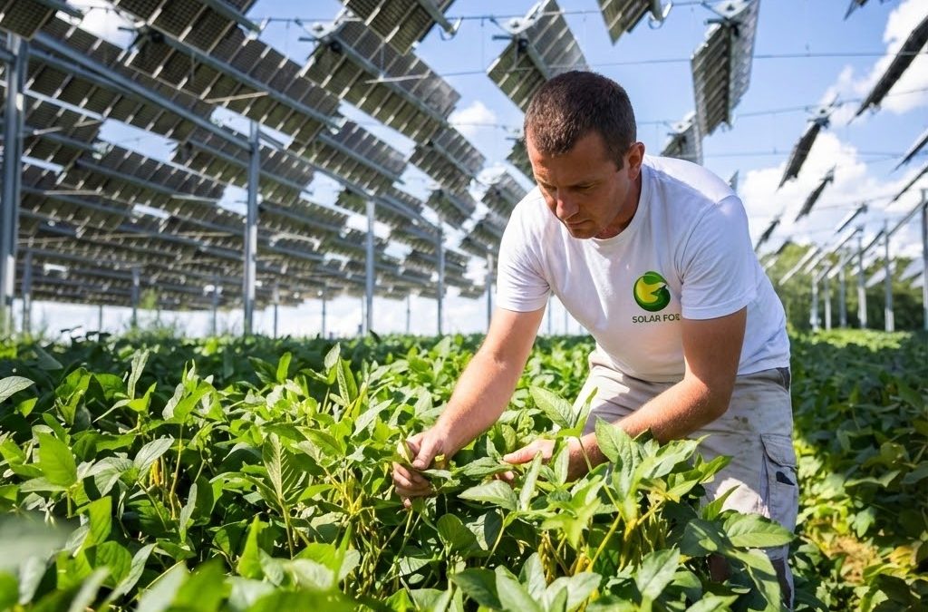 Sistemas agrovoltaicos: la tecnología que está transformando la relación entre agricultura y energía